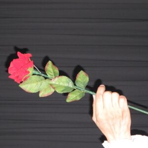 ＧＭフラッシュローズ